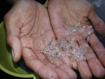 bibit lobster mutiara dan pasir
