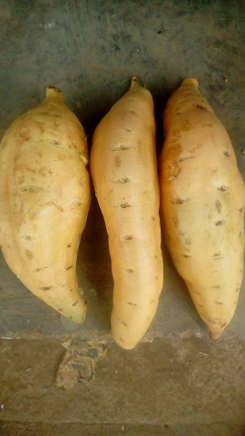 ubi madu Cilembu