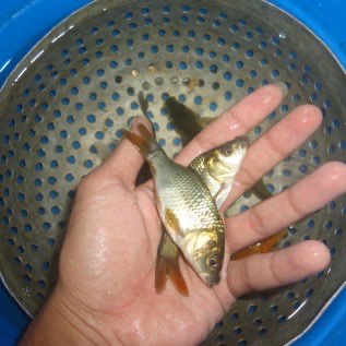 Burayak Bibit ikan mas lokal, subang