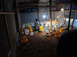 Ayam Pejantan 2.5 Bulan