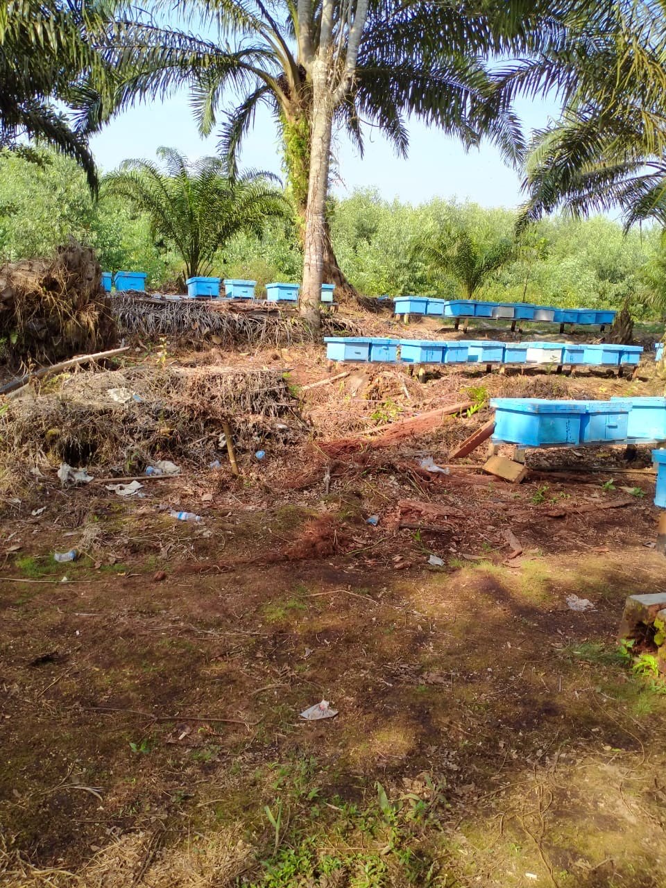Menjual Madu Curah Asli Nektar Akasia