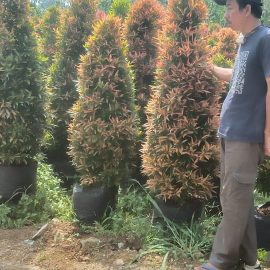 jual pohon pucuk merah 