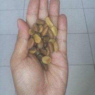 Benih Secang (Caesalpinia sappan)