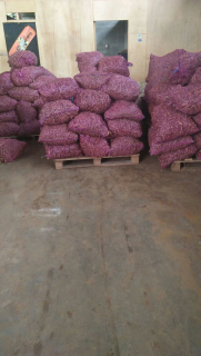 Kunyit siap kirim