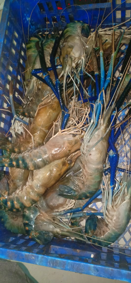 Udang Galah
