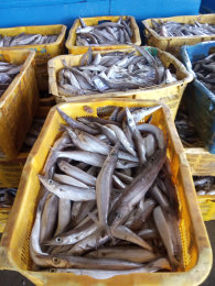 Ikan Laut fresh/beku langsung dari laut