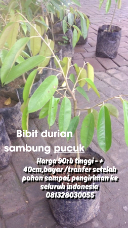 bibit pohon durian berbagai jenis