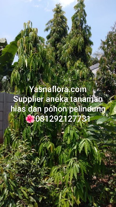 jual pohon glodokan tiang 5 meter 08.12.92.12.77.31