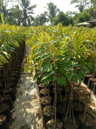 bibit durian (semua varian)