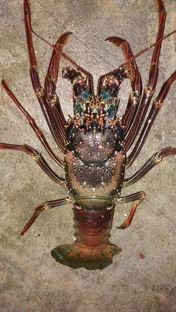 JUAL LOBSTER MALUKU