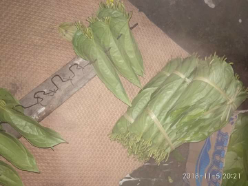 sirih dari tanah karo