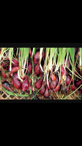 bawang dayak