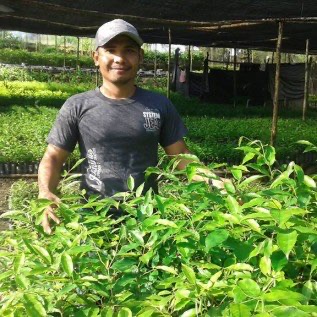 Bibit Gaharu Malacensis super