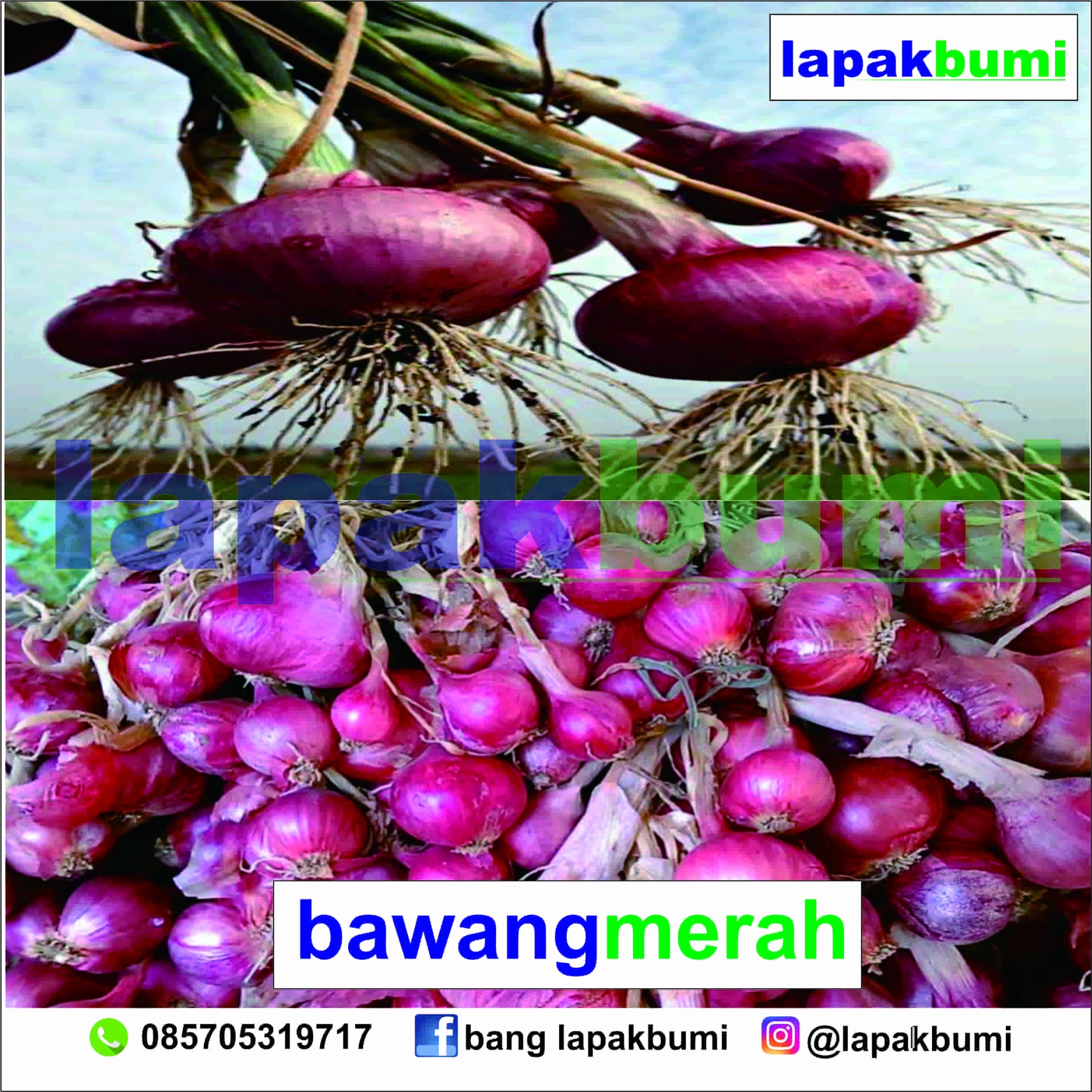 jual bawang merah langsung dari petaninya, harga?? harga petani, tangan pertama