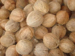 Jual Kelapa Tua