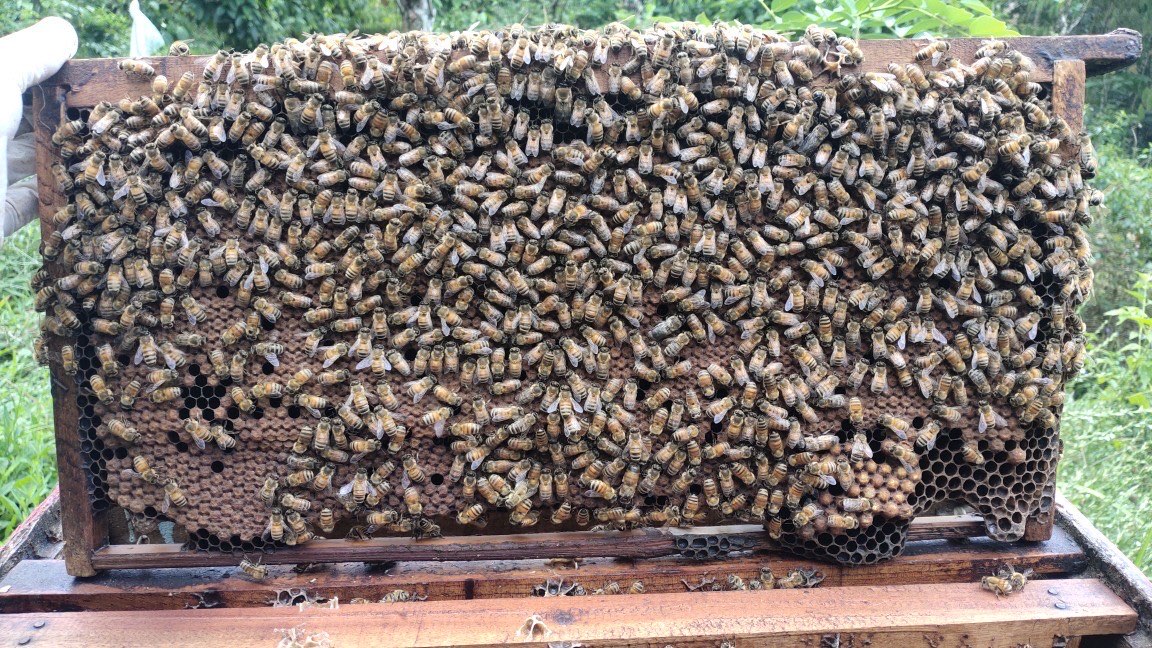 Jual lebah apis mellifera