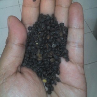 Benih Kaliandra Putih (Zapoteca tetragona)