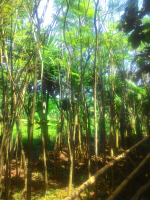 jual pohon palem phoenix 