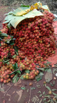 buah rambutan