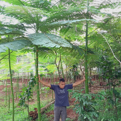 jual pohon parahyba 