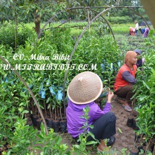 Bibit Jeruk Tejakula | Bibit Jeruk Tejakule Madura Berlabel dan Bersertifikat Untuk Tender & Lelang 