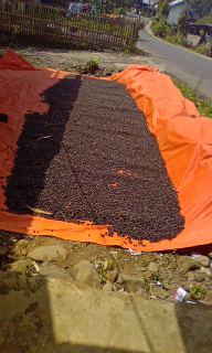 kopi