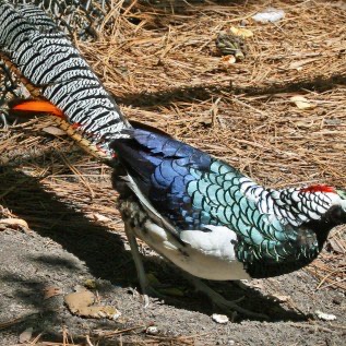 Jual  Lady Amherst's Pheasent Dewasa