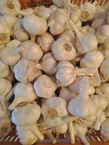 jual bawang putih kating