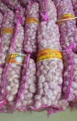 Bawang putih Honan/Banci/sinco