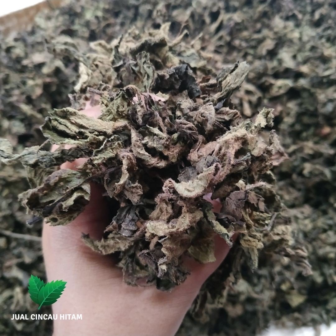 Supplier Cincau Hitam Di Aceh Timur Dari Petani Di Pegunungan Pacitan