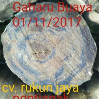 Kayu gaharu buaya asli hutan kalimantan barat