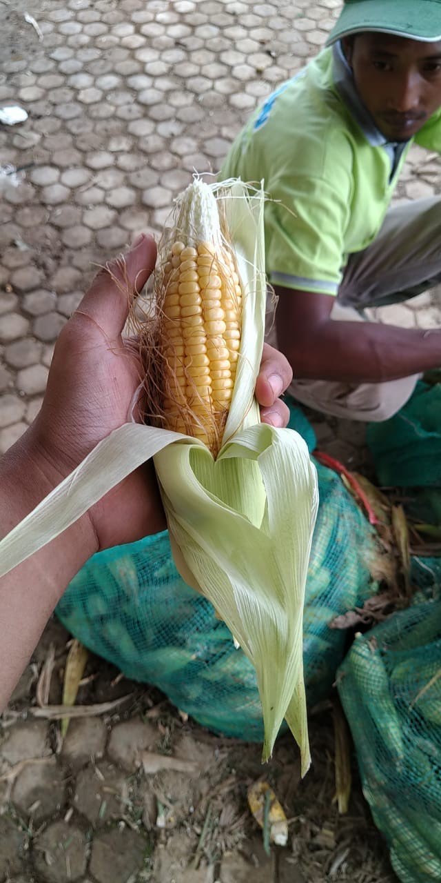 Jagung Manis Hibrida