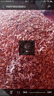 kunyit kering