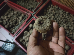 bibit umbi porang
