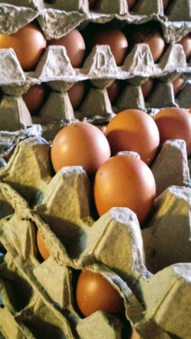 Jual Telur ayam segar