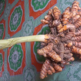 Menyediakan kunyit basah 