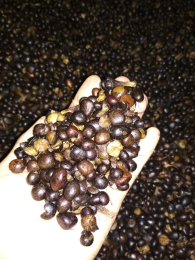 kernel sawit