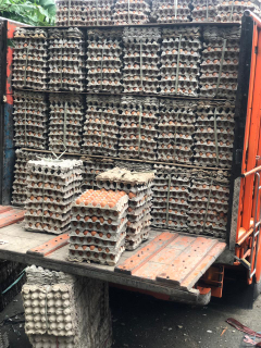 Telur Ayam Blitar