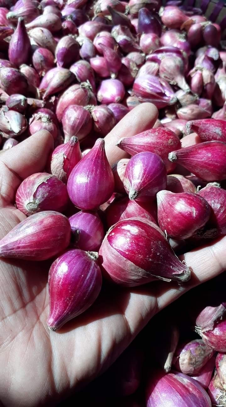 Bawang Merah Brebes/Demak/Bma