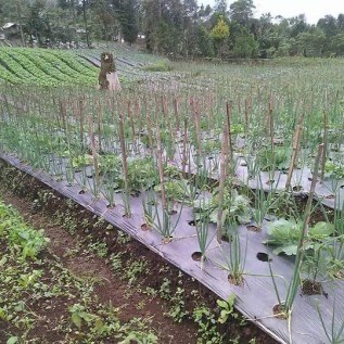 Cabe merah  keriting 