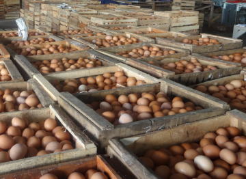 Telur Ayam (langsung dr kandang)