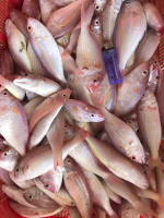 ikan kunir Frozen