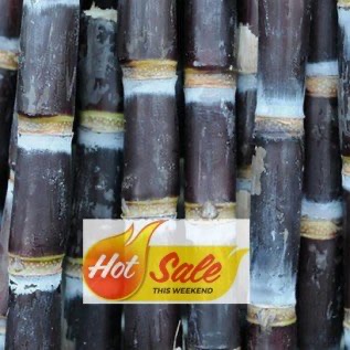 Bibit tebu hitam