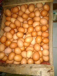 Jual Telur Ayam Ras
