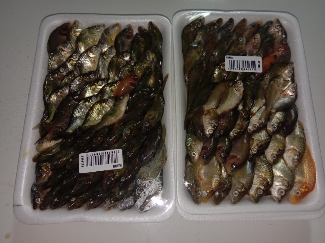 Baby fish ikan mas, ikan mas balita