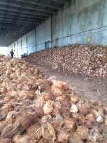Jual Kelapa Tua untuk supply pabrik, eksport Dan pasar
