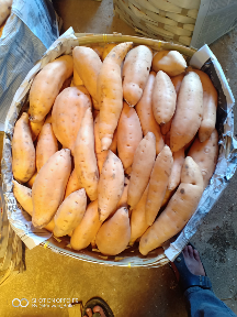 Ubi Cilembu