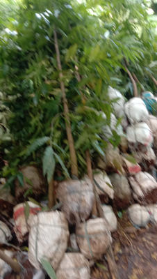 jual pohon sosis dll.