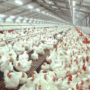 Jual DOC atau Bibit Ayam Broiler Pedaging Untuk Pulau Jawa