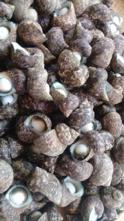kerang Mata Lembu